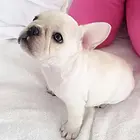 惠州哪里有法斗卖 法斗犬舍信息
