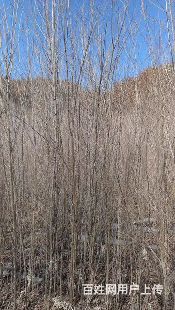 白榆树苗各种规格便宜出售自家山地栽种的 - 图片 1