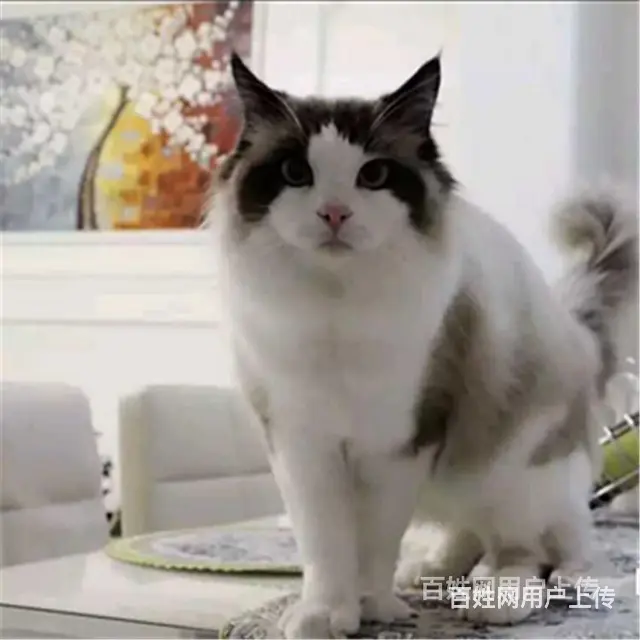 安徽宿州猫舍直销布偶猫一般多少钱 - 图片 12