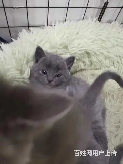 自家养蓝猫蓝白 - 图片 7