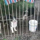澳大利亚牧羊犬成犬出售