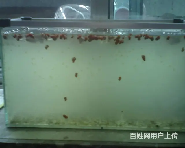 海螺 - 图片 1