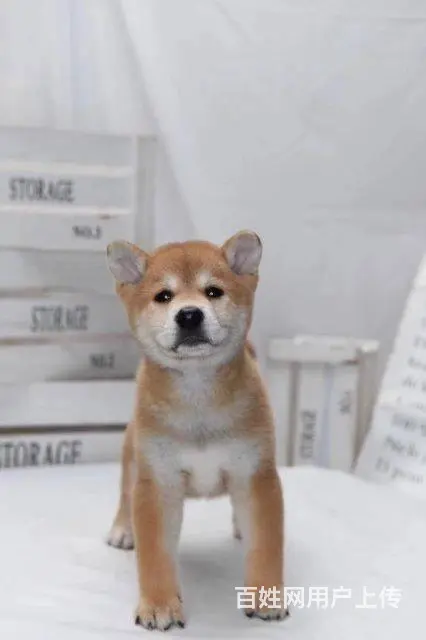 赛级柴犬，CKU认证品质，专业信誉服务 - 图片 9