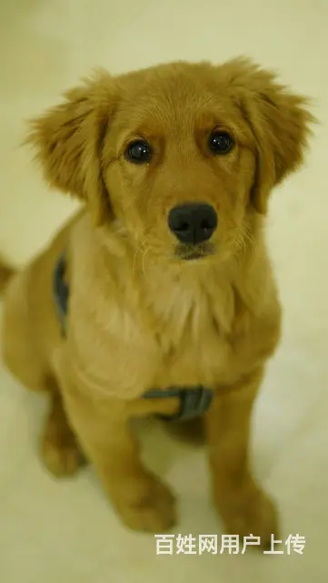 【搞定了！】免费领养金色巡回犬四月驱虫洗澡犬五联可送狗上门 - 图片 4