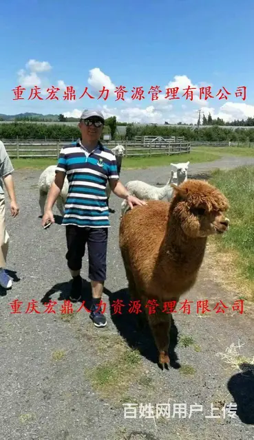 欧洲出国两年一签，急招（建筑工、厨师、司机） - 图片 1