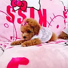 百色哪里可以买到茶杯犬 专门卖茶杯犬的地方