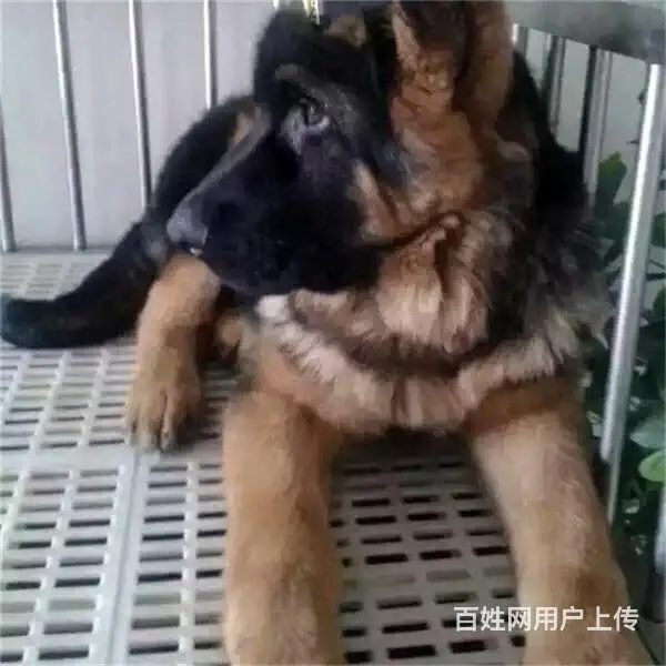 六安请问去哪买德牧狗狗靠谱?大家的德牧是怎么买到的 - 图片 8
