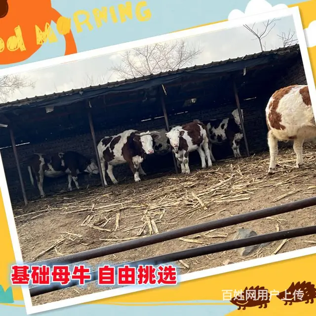 400斤 西门塔尔基础母牛 要多少钱一头 - 图片 2
