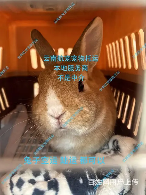 云南宠物托运全 不是中介 节约成本省心省事 - 图片 1