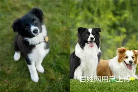 边牧哪里能买到边牧多少钱边牧哪里有 - 图片 1
