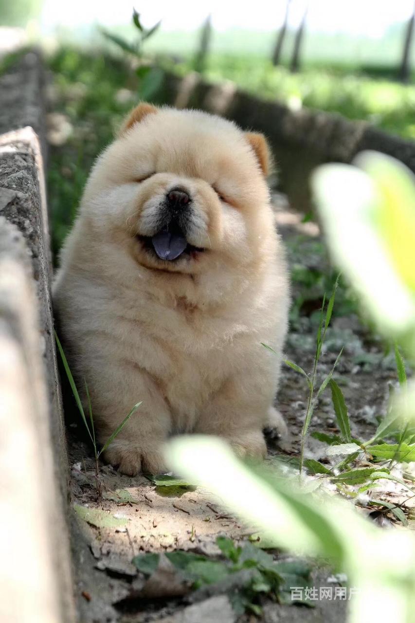 精品大肉嘴松狮宝宝找新家 健康有保障