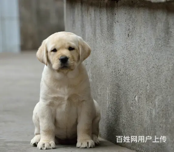 吕梁地区纯种拉布拉多幼犬 头版足骨量大 血统纯正 - 图片 6