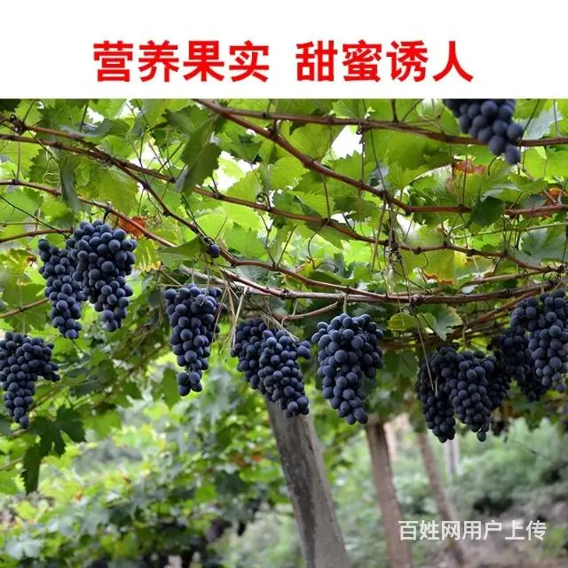 急售巨峰葡萄树葡萄苗，价格便宜 - 图片 3