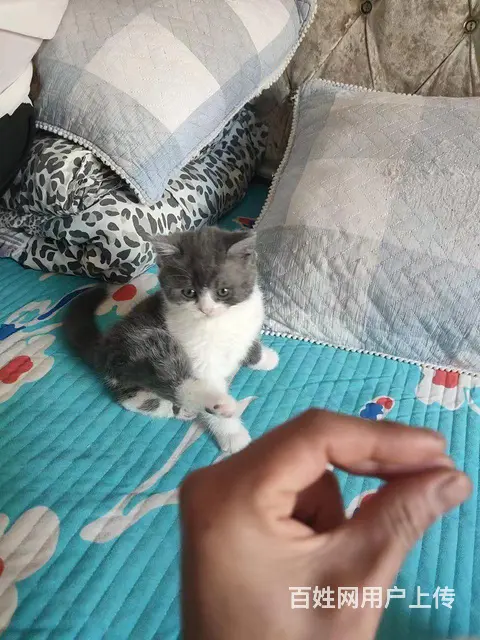 猫猫 - 图片 6
