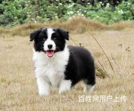 哪里有边境牧羊犬 边牧多少钱一只 纯种边牧多少钱 - 图片 6