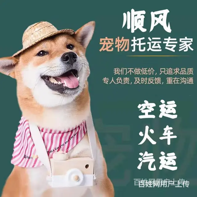 推荐）常州市到全国）宠物托运（猫狗）邮寄快递（宠物活体运输） - 图片 4
