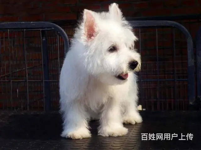 纯种西高地白梗幼犬 西高地价格优惠来家看狗挑选 - 图片 1