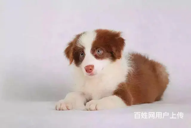 徐州哪有繁殖边牧幼犬的，边牧幼犬多少钱一只 - 图片 5