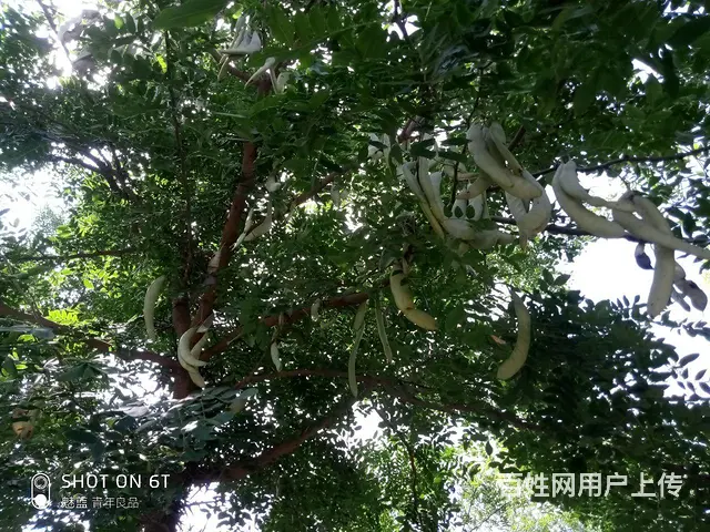 合欢树（米径20厘米）和皂荚树（米径20厘米）出售 - 图片 4