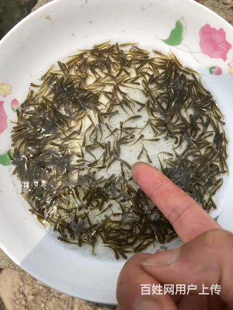 青鱼苗夏花出售 - 图片 2