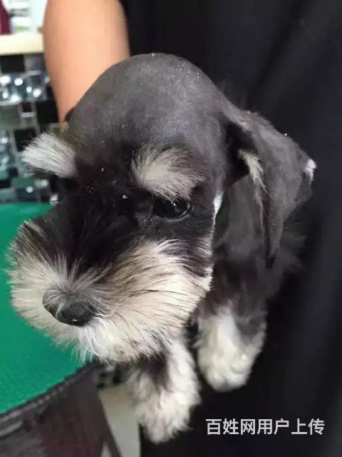 广州买狗首选推荐 正规犬舍纯种迷你雪纳瑞犬多只待售 - 图片 12