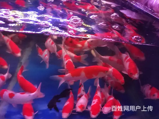 【观赏鱼批发中心】锦鲤鱼，金鱼，热带鱼，批发零售 - 图片 2