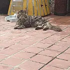 纯种母缅因猫借种