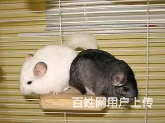 宠物，龙猫 - 图片 7