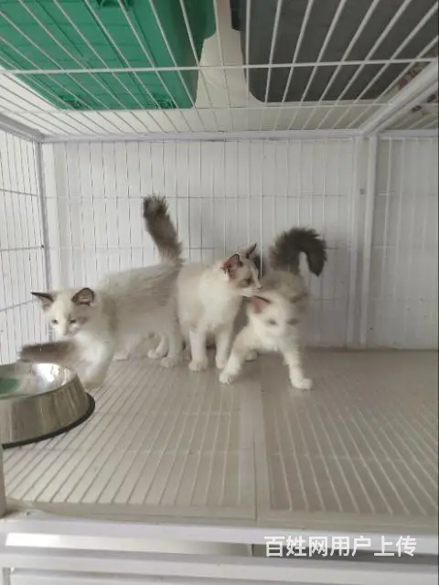 自家猫舍小奶猫 - 图片 3