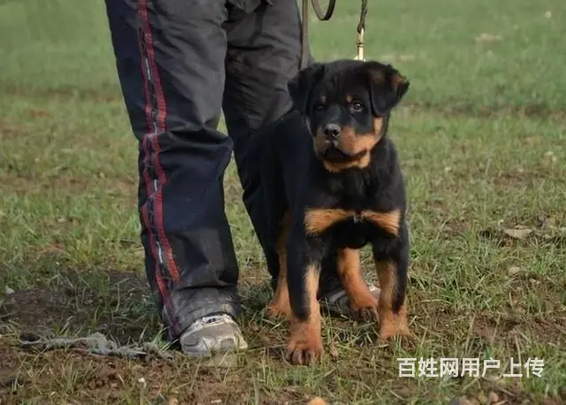 德系罗威纳幼犬出售 高大威猛四肢粗壮品相好 - 图片 7