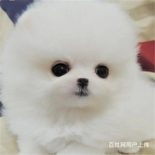 吕梁卖博美的犬舍，犬舍博美一般价位 - 图片 7