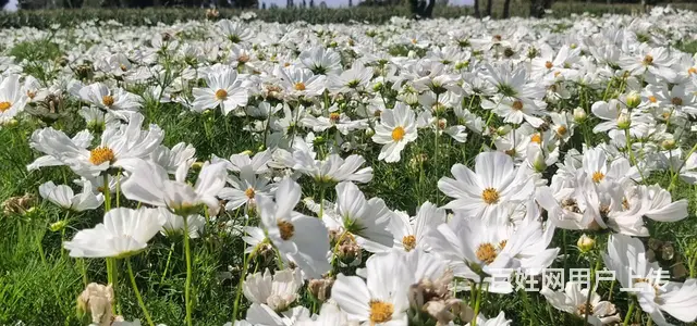 春季武汉花卉播种波斯菊种子格桑花种子 - 图片