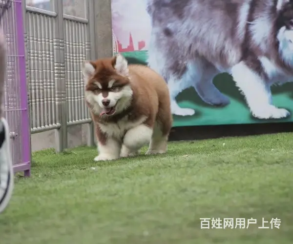 熊版大骨量巨型阿拉斯加雪橇犬 包健康 签协议 - 图片 4