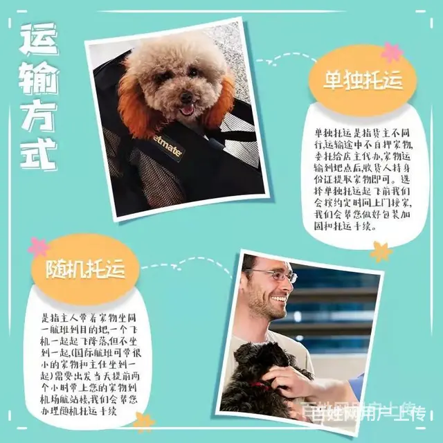 洛阳汝阳宠物托运（猫狗）活体邮寄快递（2022宠物运输 ）今 - 图片 1