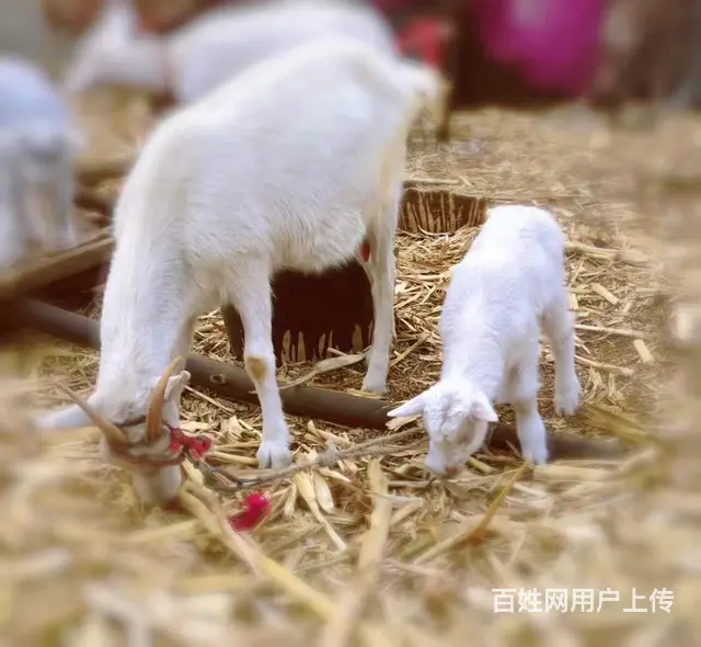 出售家庭饲养纯绿色公羊，肉肥绿色健康，详情 - 图片 7