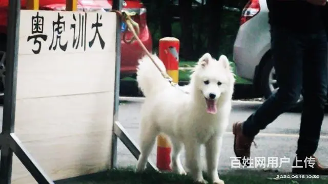 广州番禺桥南(粤虎训犬俱乐部) - 图片 5