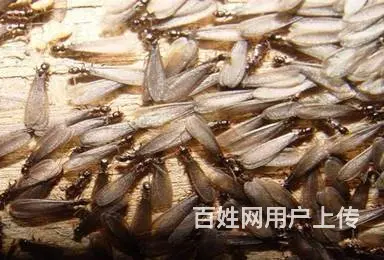 绵竹白蚁防治掉黑色翅膀的蚂蚁是白蚁灭飞蚂蚁 - 图片 2