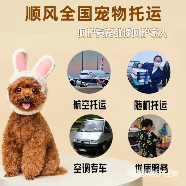 2022盐津县宠物托运（猫狗）邮寄快递运输（宠物活体托运新* - 图片 5
