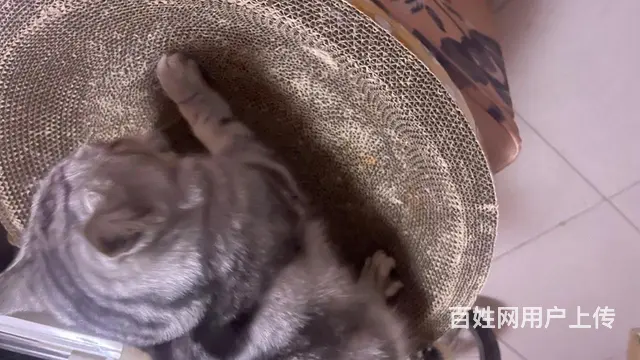 【搞定了！】出售美短虎斑公猫 - 图片 6