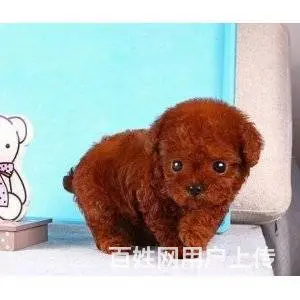 邢台本地出售家养泰迪 茶杯犬泰迪 疫苗齐全 - 图片 2