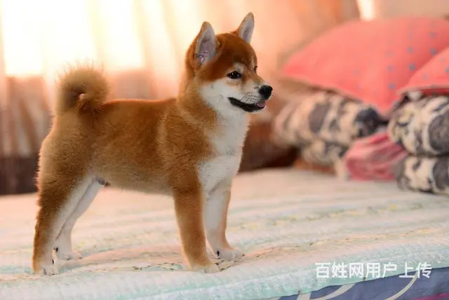 日本柴犬 赛级日本柴犬 已做全疫苗公母均有 - 图片 3