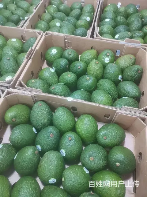 水果供应商成都水果批发市场西瓜苹果梨配送酒店食堂 - 图片 4