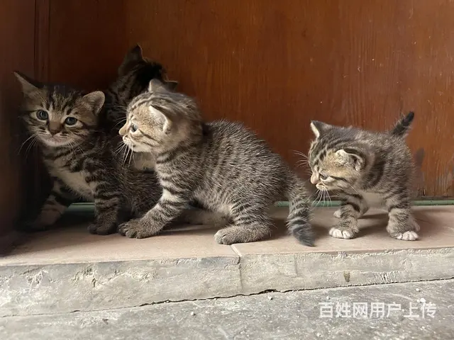 【搞定了！】蓝猫生了四只（还有两只），爱猫人士联系我哦 - 图片 3