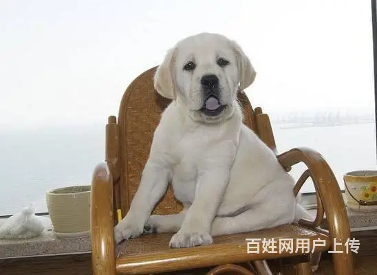 拉布拉多有什么颜色30天包退换签协议 - 图片 6