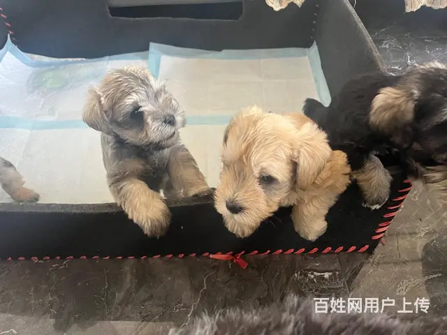 出售自家雪纳瑞宝宝2公2母 - 图片 6
