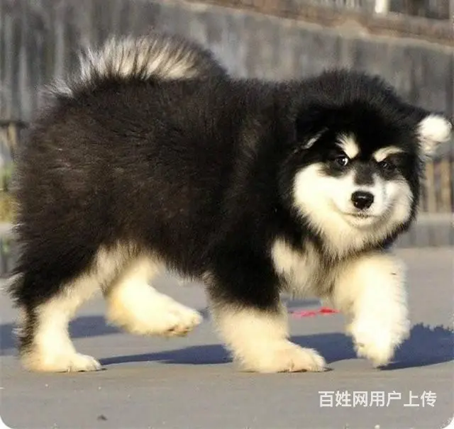 出售巨型阿拉斯加犬 红色 黑色纯种健康阿拉斯加雪橇 - 图片 7