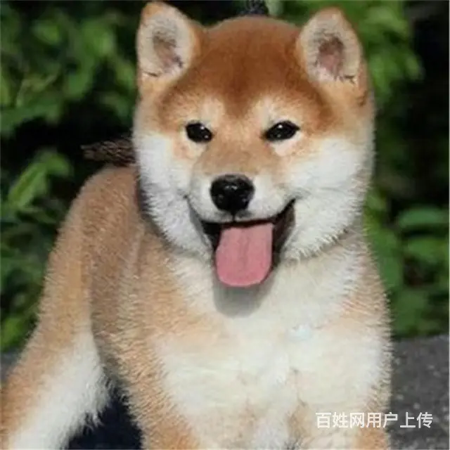 长春哪儿有纯种秋田犬出售，纯种秋田犬价位表 - 图片 1