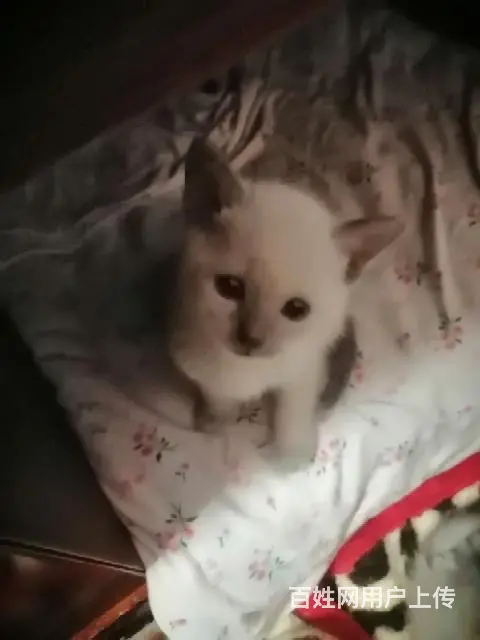 自家养的暹罗猫生的五只可爱的小猫 - 图片 1