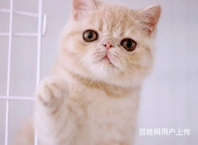 高端加菲猫CFA全国首家支持淘宝平台咸鱼送用品 - 图片 9