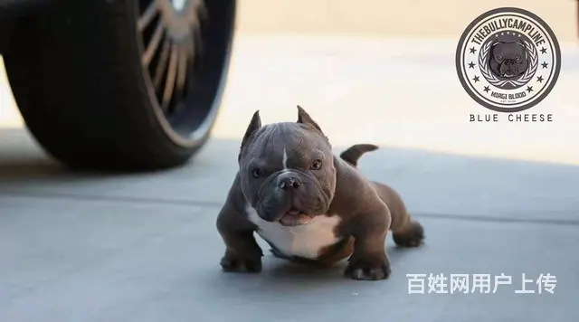 辽阳恶霸犬哪里有卖 恶霸犬舍在哪里 - 图片 5